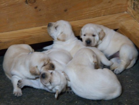 15 days labrador puppies