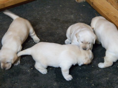 15 days labrador puppies