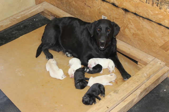 newborn black lab puppies