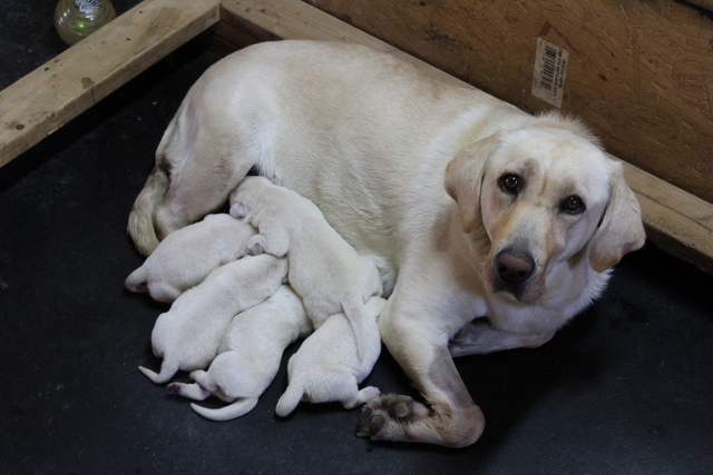 sandy mountain labradors