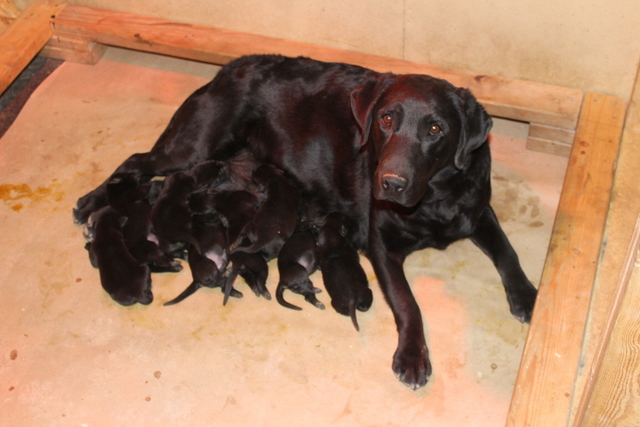 newborn black lab puppies