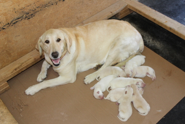 sandy mountain labradors