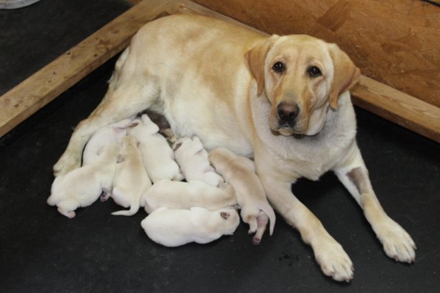 sandy mountain labradors